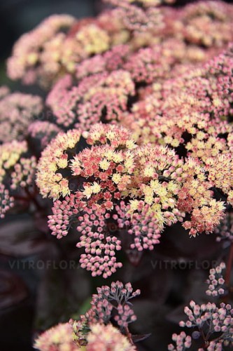 byliny-i-trawy_sedum-rozchodnik_70464_5.jpg