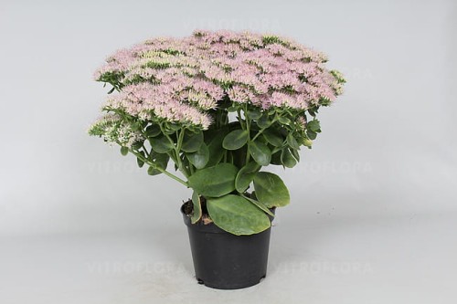 byliny-i-trawy_sedum_79754_2 (1).jpg