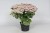 byliny-i-trawy_sedum_79754_2 (1).jpg
