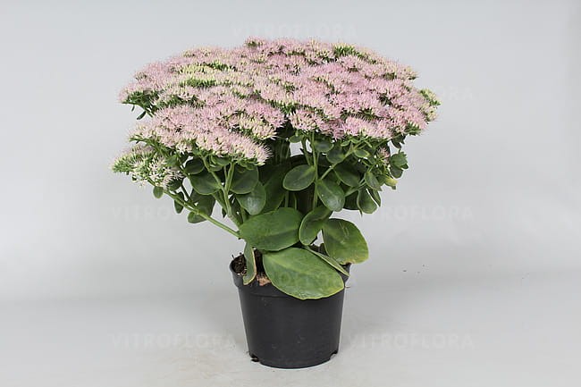 byliny-i-trawy_sedum_79754_2 (1).jpg