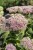 byliny-i-trawy_sedum_79754_7 (1).jpg
