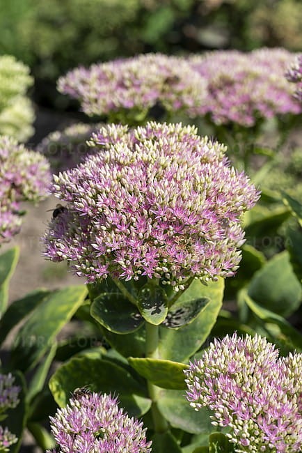 byliny-i-trawy_sedum_79754_7 (1).jpg