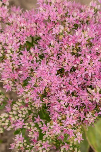 byliny-i-trawy_sedum_79754_1 (1).jpg