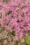 byliny-i-trawy_sedum_79754_1 (1).jpg
