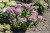 byliny-i-trawy_sedum_79754_6 (1).jpg