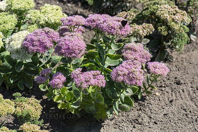 byliny-i-trawy_sedum_79754_6 (1).jpg