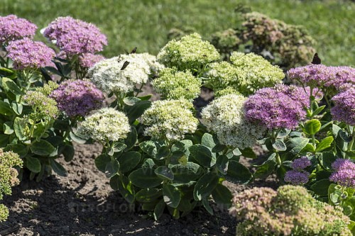 byliny-i-trawy_sedum_79762_9.jpg