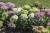 byliny-i-trawy_sedum_79762_9.jpg