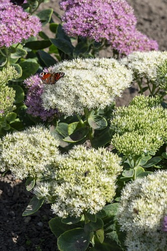 byliny-i-trawy_sedum_79762_10.jpg