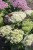 byliny-i-trawy_sedum_79762_10.jpg