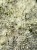 byliny-i-trawy_sedum_79762_8.jpg