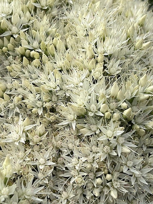 byliny-i-trawy_sedum_79762_8.jpg