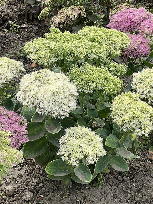 byliny-i-trawy_sedum_79762_7.jpg