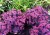byliny-i-trawy_s-spectabile-s-telephium-inne_75245_3.jpg