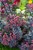sedum-oriental-dancer_5.jpg