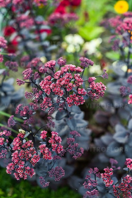 sedum-oriental-dancer_5.jpg