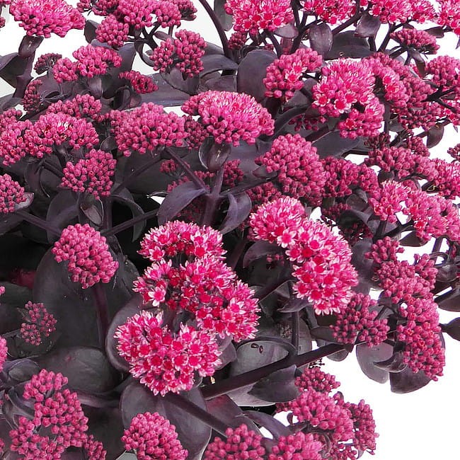 byliny-i-trawy_s-spectabile-s-telephium-inne_75245_1.jpg