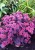 byliny-i-trawy_s-spectabile-s-telephium-inne_75245_2.jpg