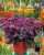 sedum-oriental-dancer_1.jpg