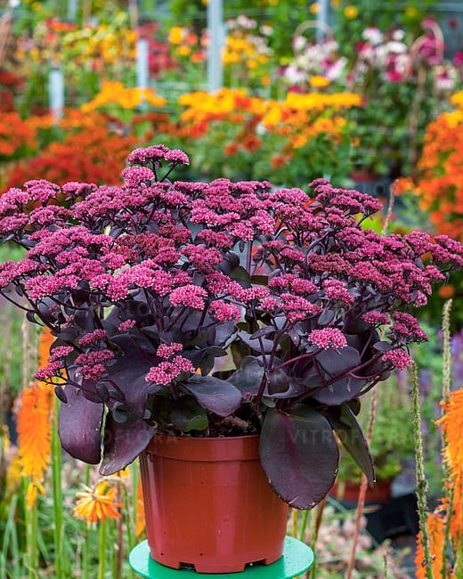 sedum-oriental-dancer_1.jpg