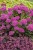 sedum-mr-goodbud_1 (1).jpg