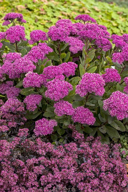 sedum-mr-goodbud_1 (1).jpg