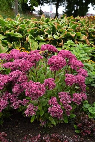 sedum-mr-goodbud_7.jpg