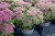 sedum-mr-goodbud_6.jpg