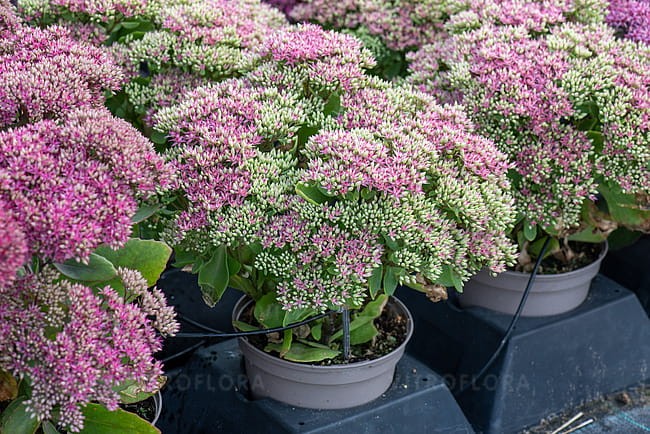 sedum-mr-goodbud_6.jpg