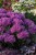 sedum-mr-goodbud_4.jpg