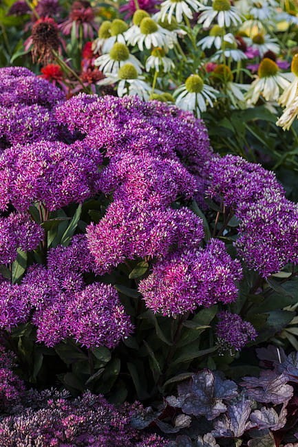 sedum-mr-goodbud_4.jpg