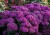 sedum-mr-goodbud_79785_3.jpg