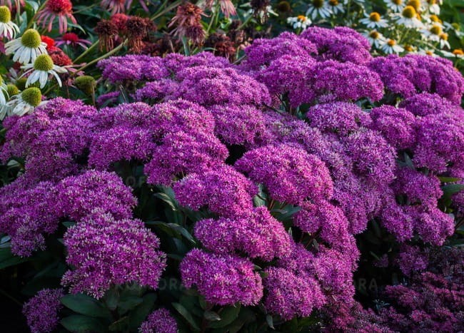 sedum-mr-goodbud_79785_3.jpg