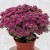sedum-mr-goodbud_79785_2.jpg