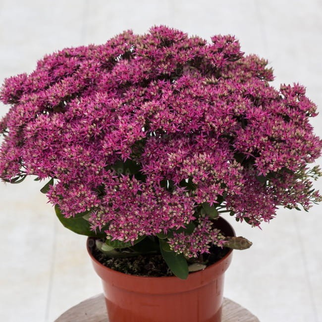sedum-mr-goodbud_79785_2.jpg