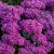 sedum-mr-goodbud_79785_1.jpg