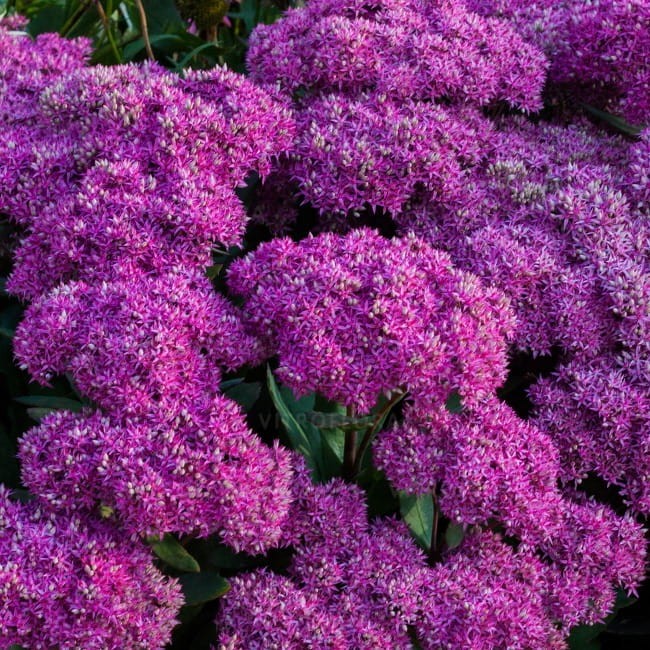 sedum-mr-goodbud_79785_1.jpg