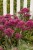 sedum-thunderhead_1 (1).jpg