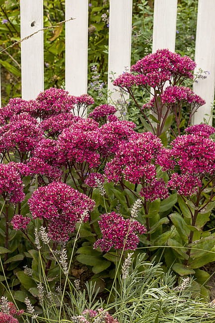 sedum-thunderhead_1 (1).jpg
