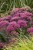 sedum-thunderhead_9.jpg