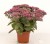 sedum-thunderhead_8.jpg