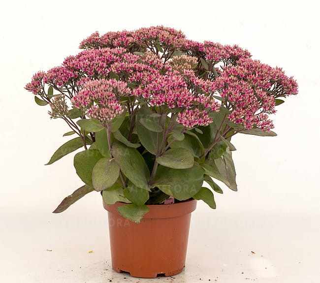 sedum-thunderhead_8.jpg