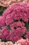 sedum-thunderhead_7.jpg