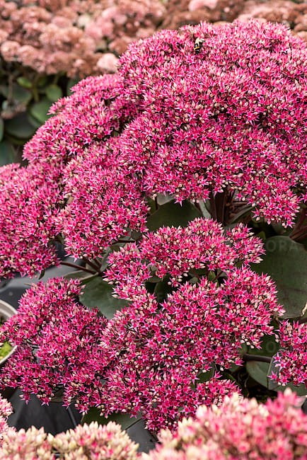 sedum-thunderhead_7.jpg