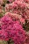 sedum-thunderhead_6.jpg