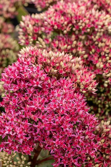 sedum-thunderhead_6.jpg