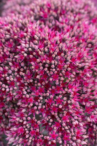 sedum-thunderhead_5.jpg