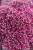 sedum-thunderhead_5.jpg