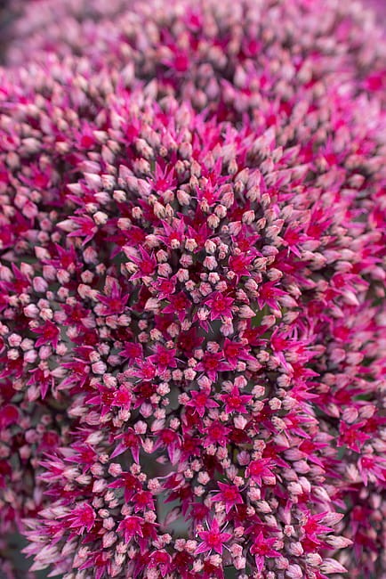 sedum-thunderhead_5.jpg