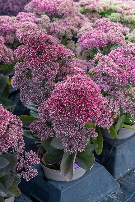 sedum-thunderhead_3.jpg